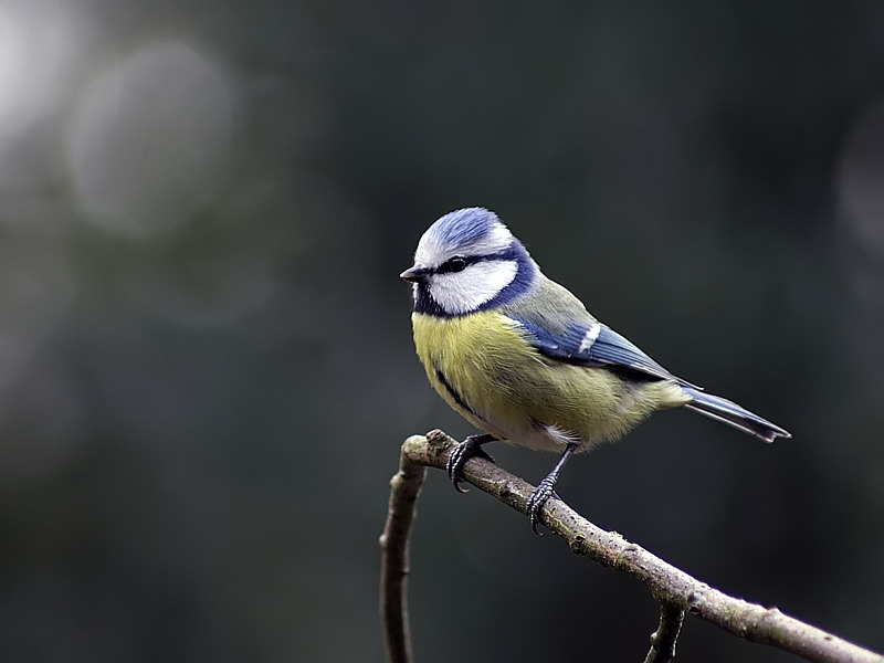 Parus caeruleus Pimpelmees Blue Tit